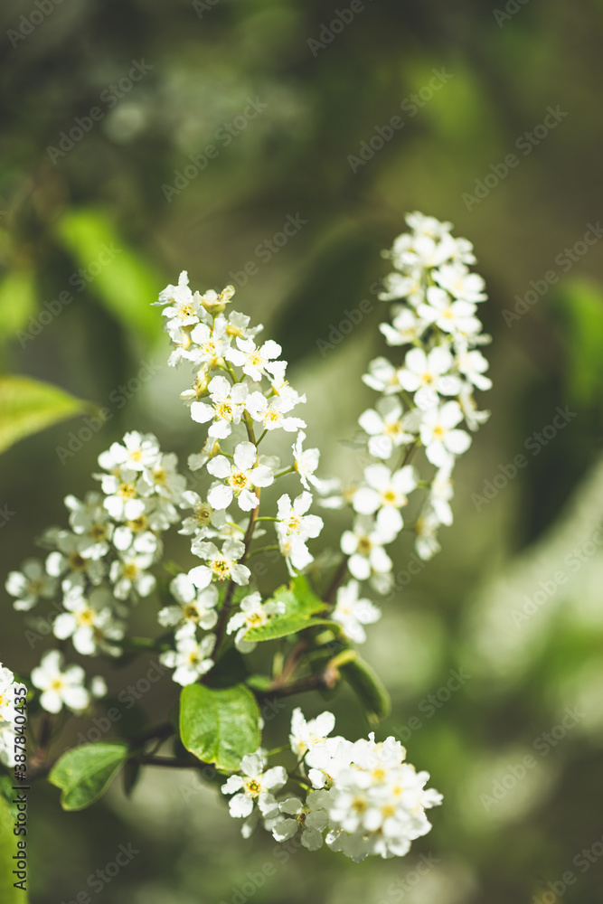 White Young Spring Flowers Growing In Branch Of Tree in Forest White Young Spring Flowers Growing In Branch Of Tree in Forest