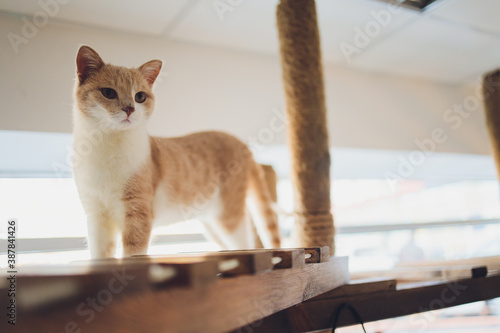 Tableau sur toile Orange and white Munchkin Cat,short legs Little cute cat.