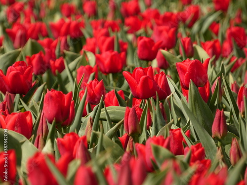 Close up of red tulips in bloom on tulip field  Trzcinisko  Poland