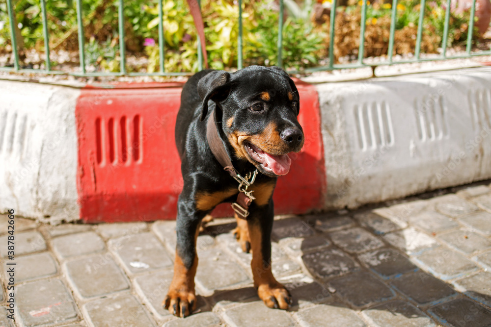 Rottweiler puppy on the street, Sunny photo Rottweiler puppy on the street, Sunny photo