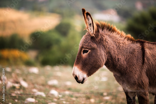 Fotobehang Close-up portrait of a young cute donkey in a field on a warm summer day