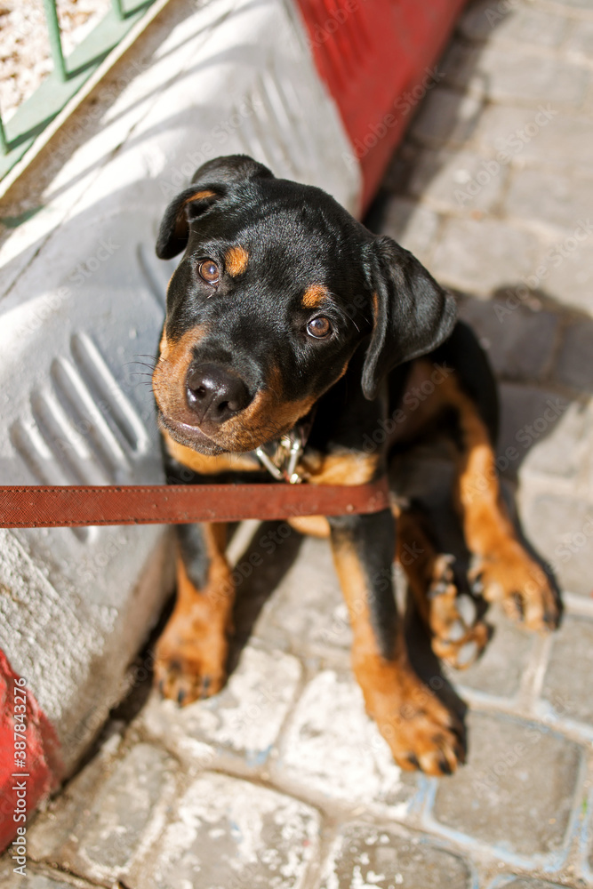 funny Rottweiler puppy on the street tied to a metal grate, looking at the camera, Sunny photo funny Rottweiler puppy on the street tied to a metal grate, looking at the camera, Sunny photo