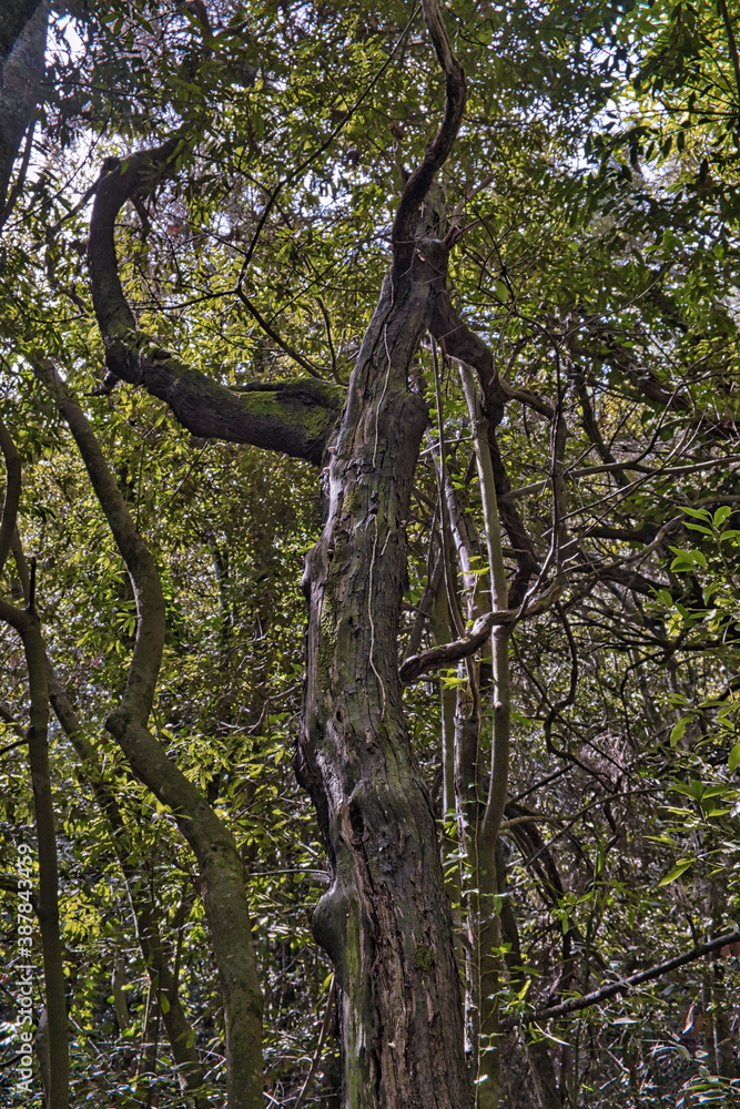 Fototapeta premium La Esperanza, El Rosario, 10/12/2020, Tenerife, Spain. Impressions The community, a popular excursion destination, is located at an altitude of 905 meters, where the pine and eucalyptus forest begins