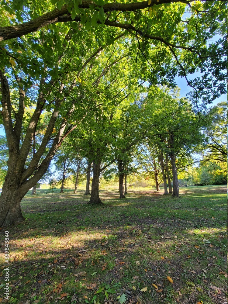 trees in the park trees in the park