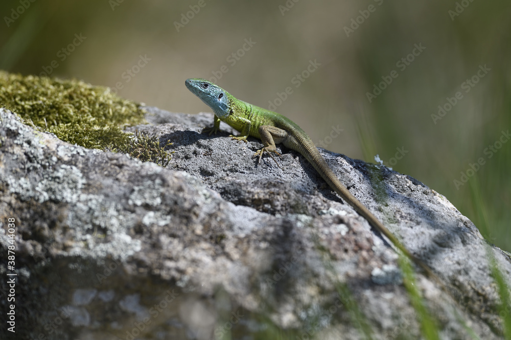 European green lizard male climbs stone