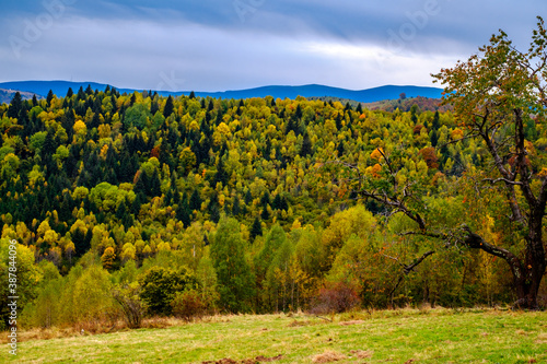 Colorful autumn landscape in the Romanian Carpathians  Fantanele village  Sibiu county  Cindrel mountains  1100m  Romania