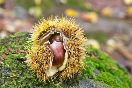 Marroni, castagne  con riccio  photo