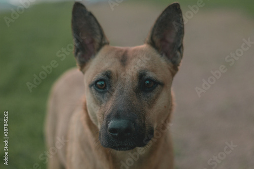 Fototapeta Naklejka Na Ścianę i Meble -  dog doggy dog