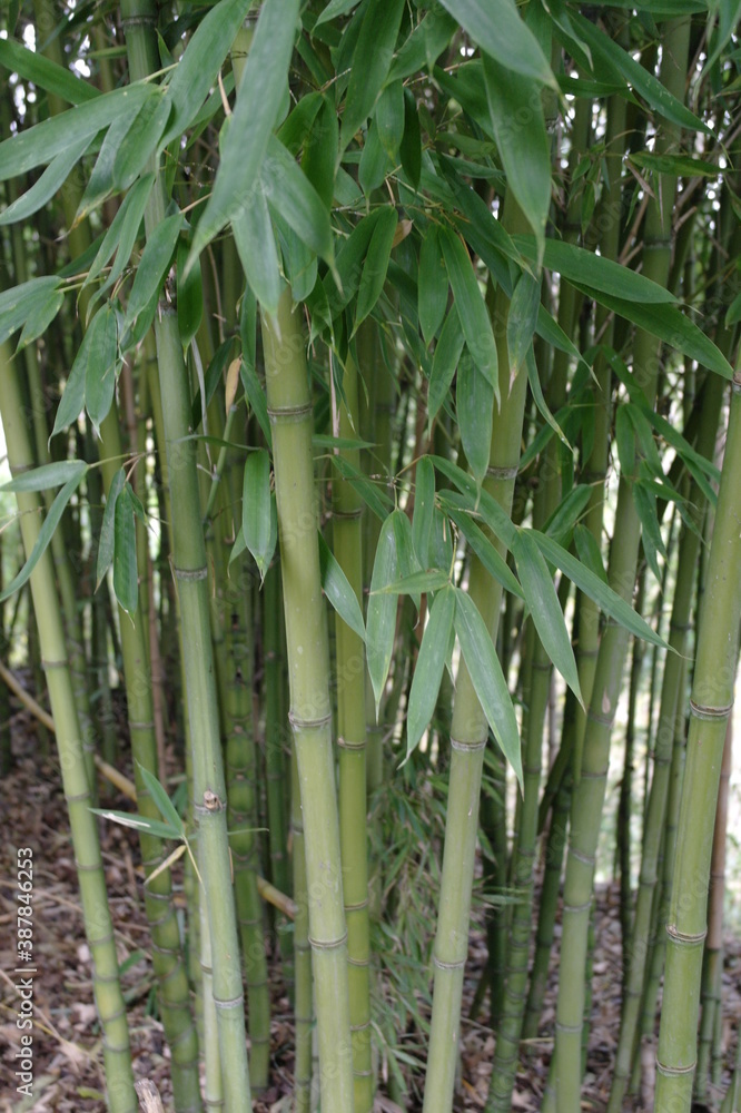 Obraz premium Verde Bambu