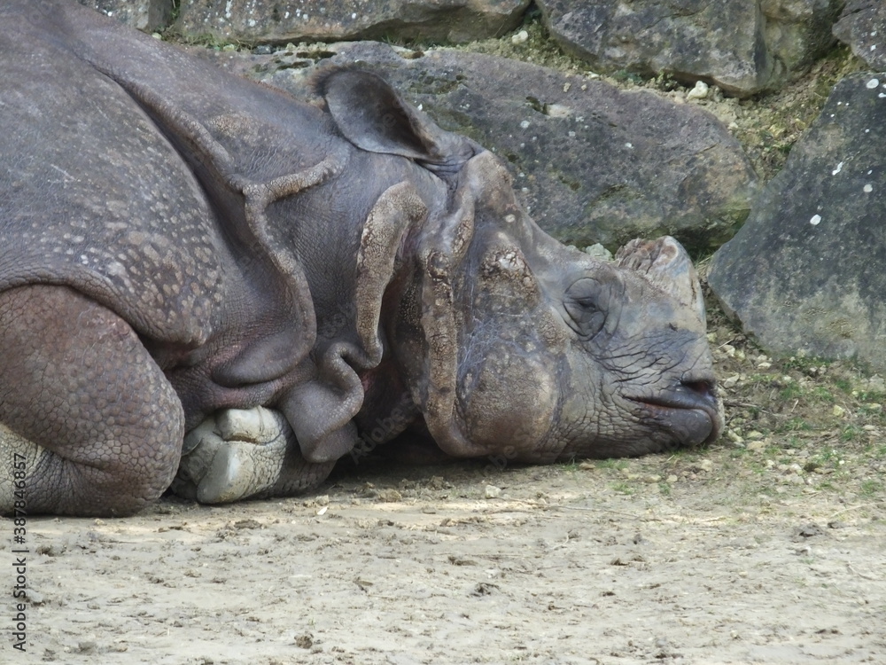 Fototapeta premium rhino