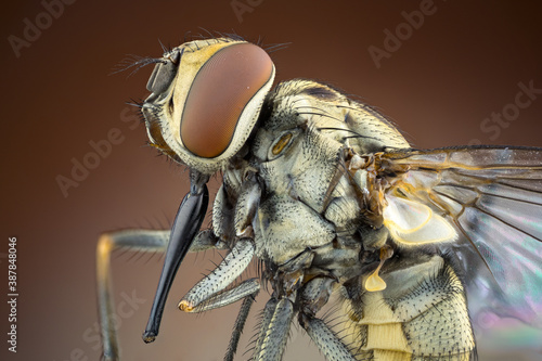 macro of a stable fly with long proboscis.