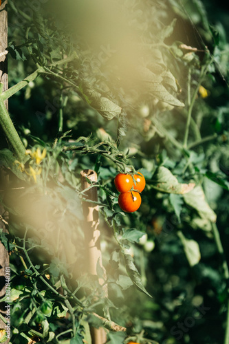Mini Tomatos