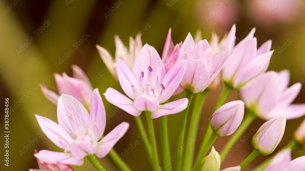bundle of pink lily family, Liliaceae
bundle of pink lily family, Liliaceae