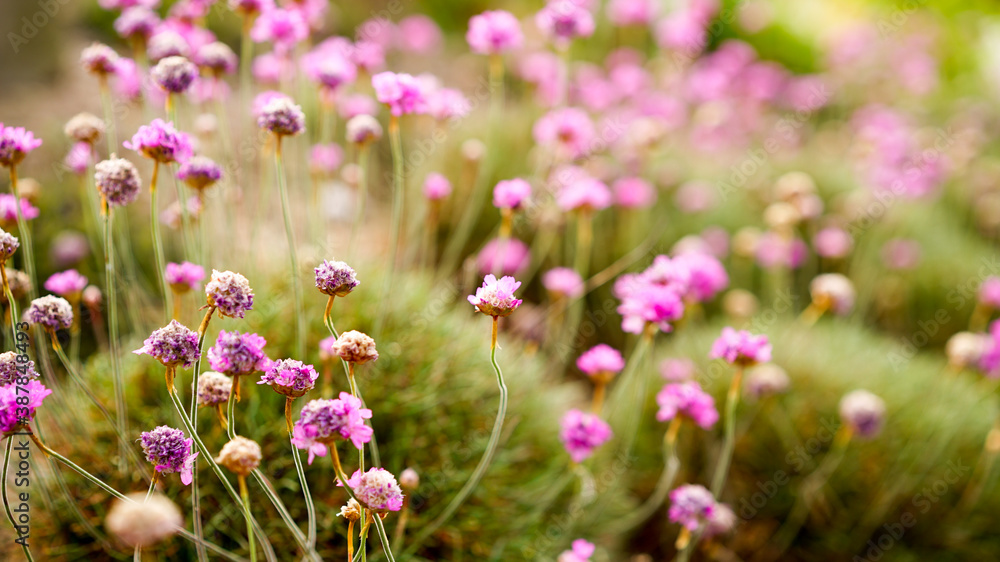 close up of pink Armeria. also known as lady's cushion, thrift, or sea pink

