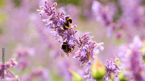 two bumblebee on a lavender  © Lena