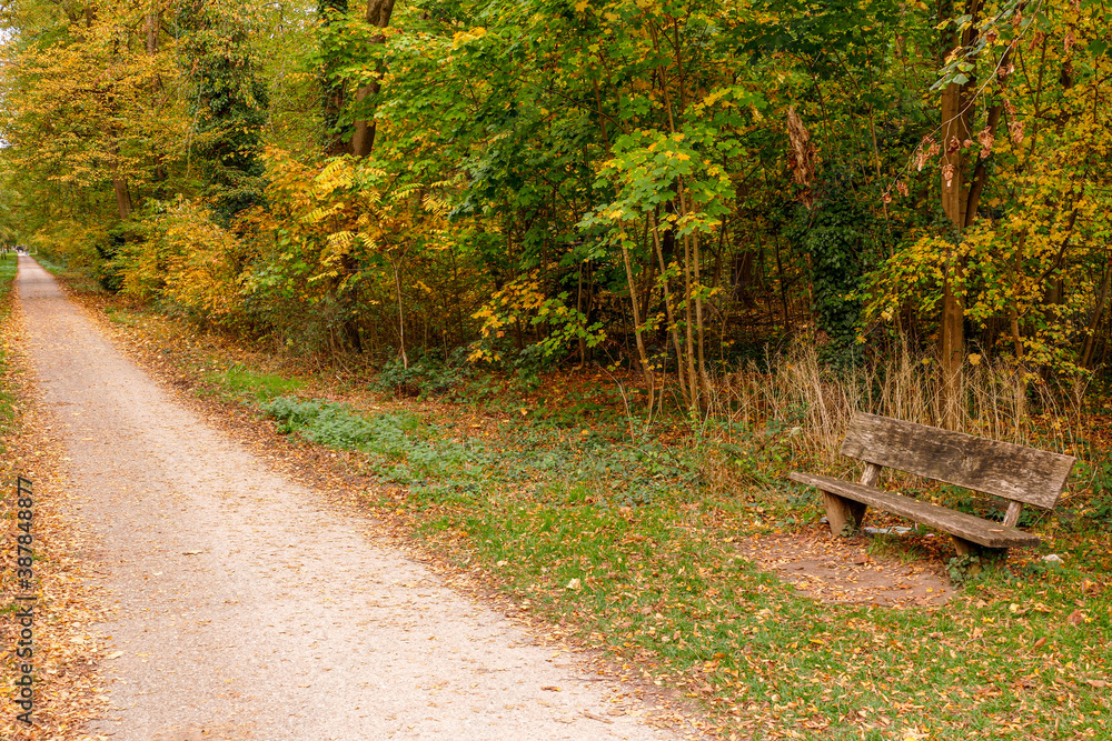 autumn leaves in the park