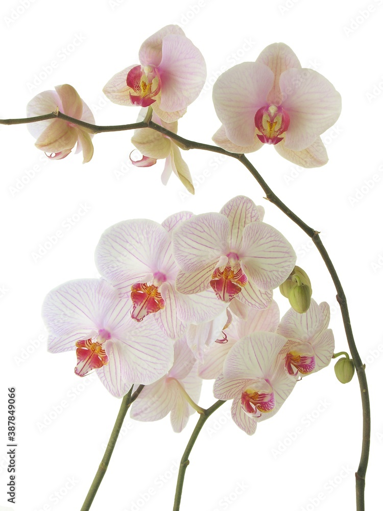 pretty,pink and purple flowers of orchid Phalaenopsis pretty,pink and purple flowers of orchid Phalaenopsis