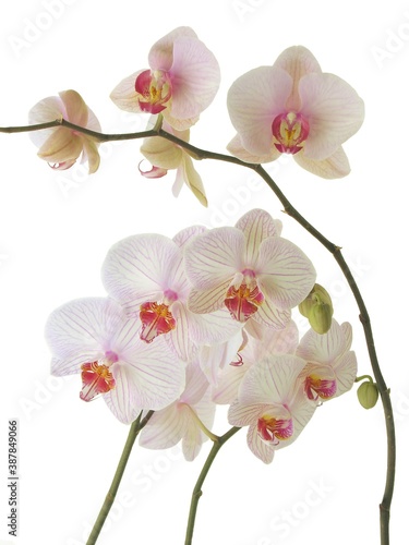 pretty pink and purple flowers of orchid Phalaenopsis