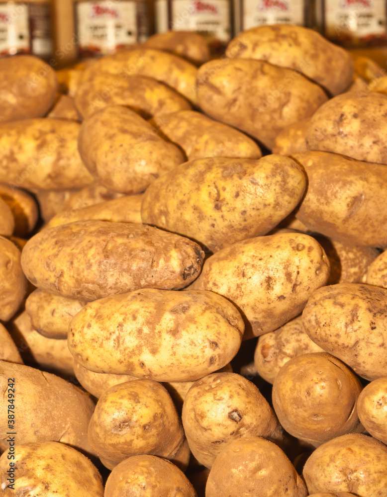 top, front view, close distance of a pile of russet potatoes, on display and for sale at a tropical food market top, front view, close distance of a pile of russet potatoes, on display and for sale at a tropical food market