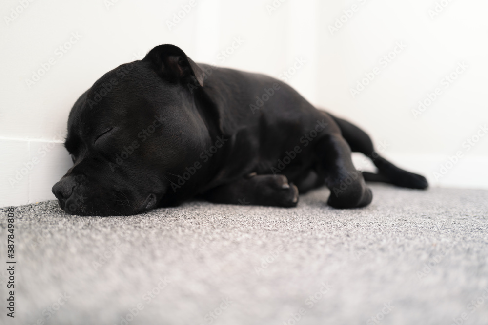 Staffordshire Bull Terrier dog asleep indoors on grey carpet against a white wall