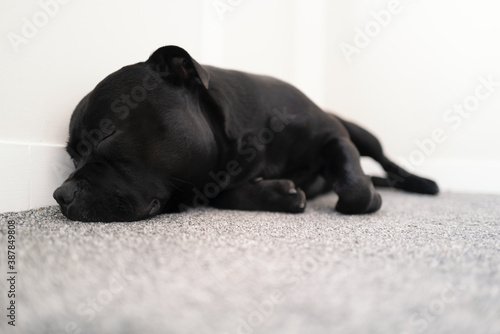Fototapeta Naklejka Na Ścianę i Meble -  Staffordshire Bull Terrier dog asleep indoors on grey carpet against a white wall