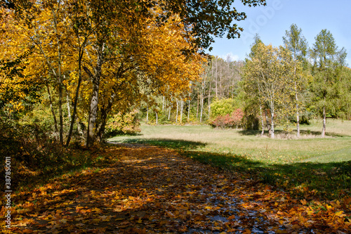 Fototapeta Naklejka Na Ścianę i Meble -  Beautiful autumn landscape at sunny  day. Yellow trees and blue sky. Outdoor sport activity. Europe.