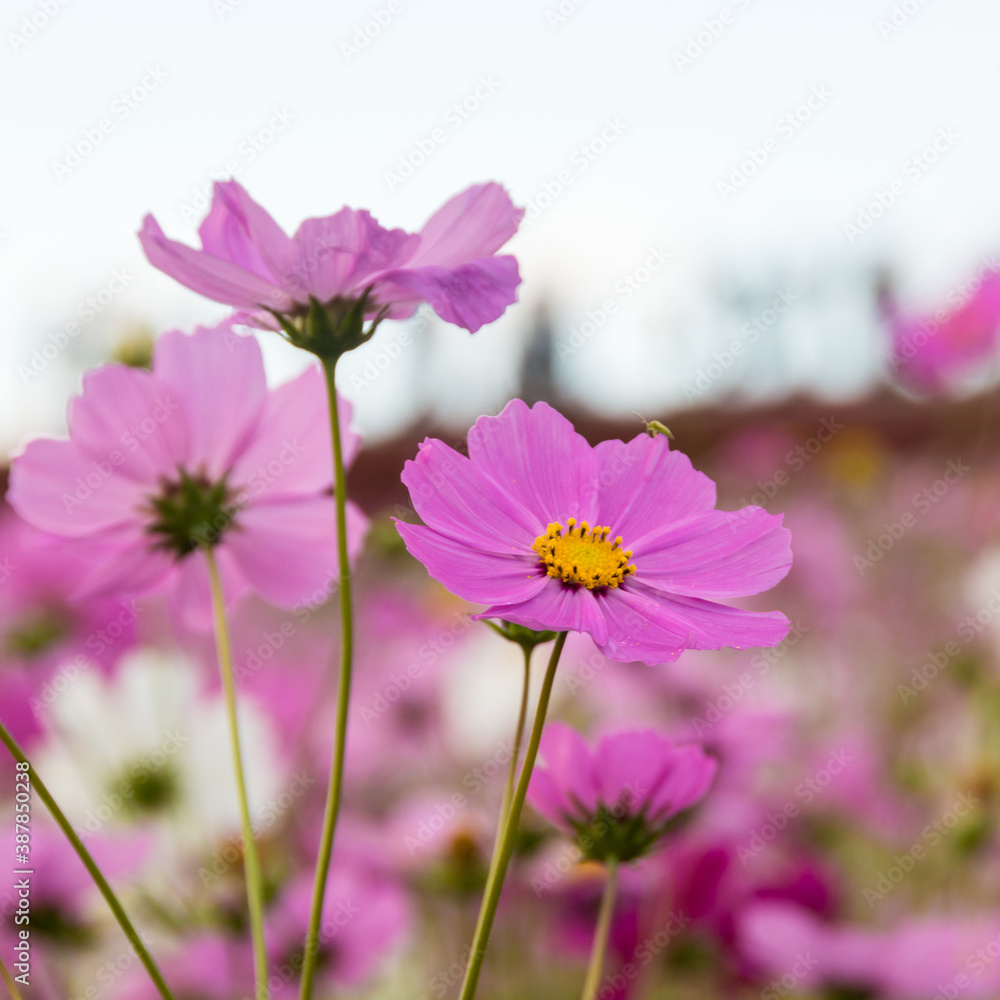Pink cosmos flower at Hitachi Seaside Park, Ibaraki, Japan Pink cosmos flower at Hitachi Seaside Park, Ibaraki, Japan