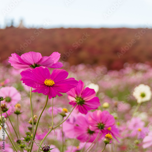 Cosmos with kochia background on a flower field at Hitachi Seaside Park  Ibaraki  Japan