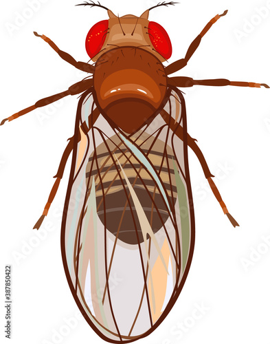Male fruit fly (Drosophila melanogaster) isolated on white background