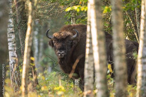 European bison in the Białowieża National Park. Huge male in the forest. Wild bison in Poland.  Autumn in the wildlife.  photo