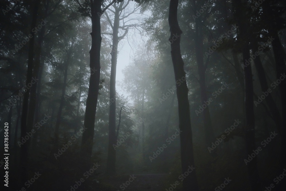 Obraz premium Wald am Morgen