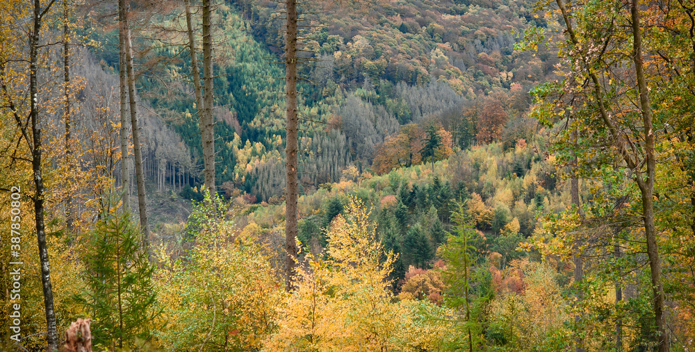 Dark green forest landscape scenery Dark green forest landscape scenery