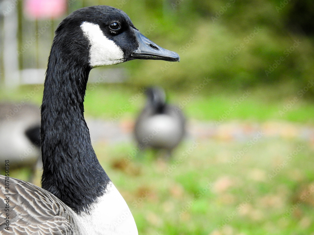 Canada geese head, Goose Animal Head, Canada geese head, Goose Animal Head,