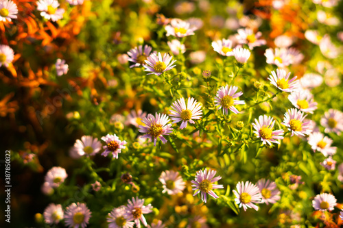  European Michaelmas daisy photo