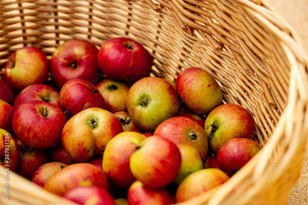 Apple Basket Apple Basket