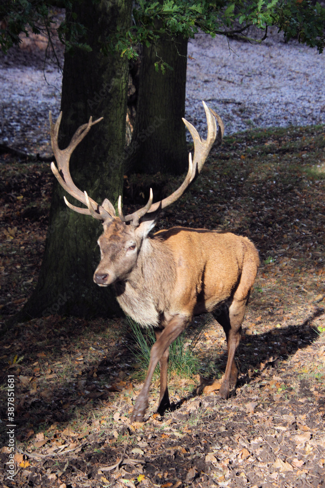 A Red Deer Stag in the wild