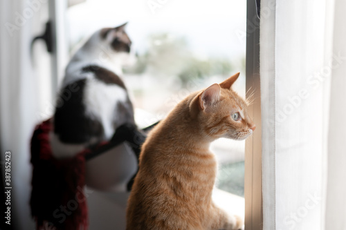 gato atigrado de color marron trata de abrir la ventana