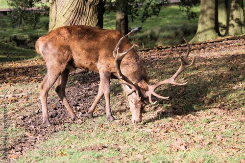 A Red Deer Stag in the wild