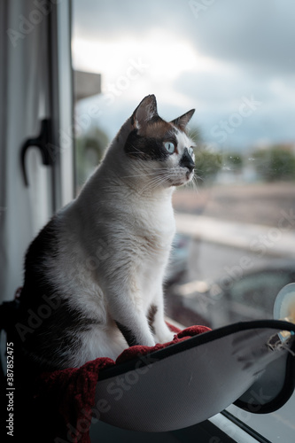 gato blanco y negro con ojos azules sentado en una hamaca,  mira al exterior desde la ventana. composicion vertical