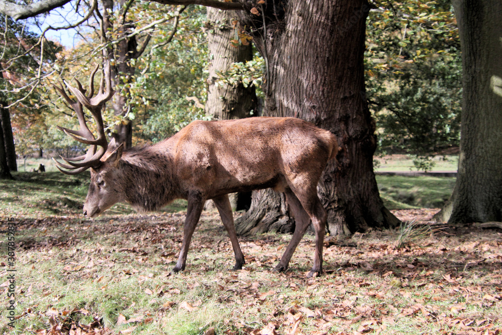 Fototapeta premium A Red Deer Stag in the wild