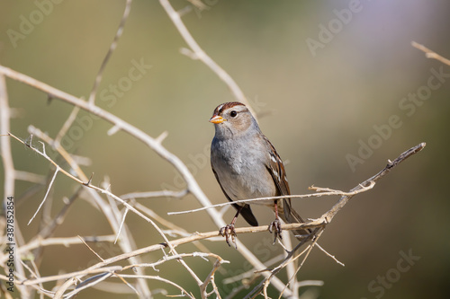 Close up shot of cute White-crowned sparrow