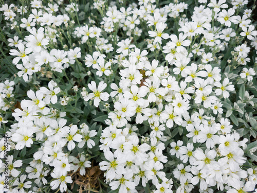 Little white flowers of Gypsophila in the open ground