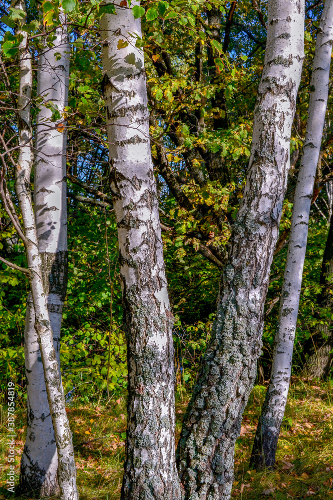 Fototapeta premium trunks in the forest
