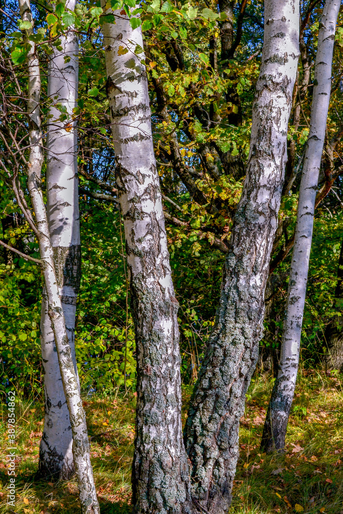 Obraz premium birch forest in autumn