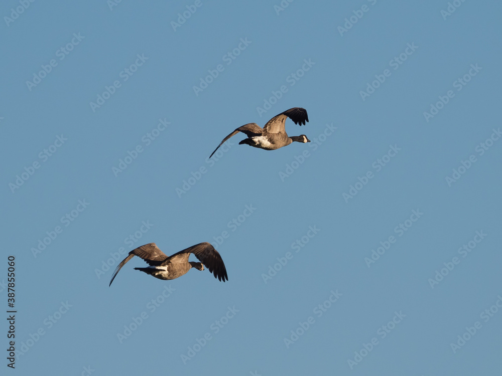 Obraz premium Canada Geese Flying