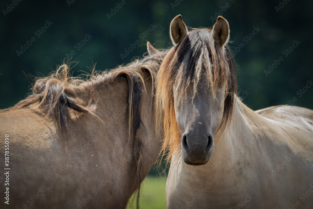 Obraz premium Wildpferde mit langer Mähne