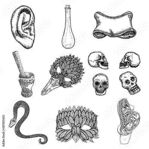 Set of witchcraft magic, occult attributes decorative elements. Human skulls set, ear, mortar, pestle, bird mask, snake, glass bottle, human embryo in women body. Set for Halloween. Vector.