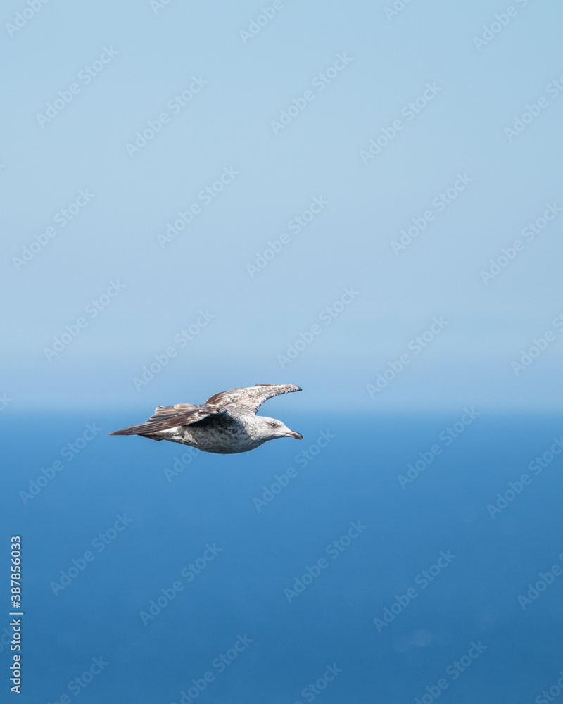 Fototapeta premium Flying Gull Against Blue Background