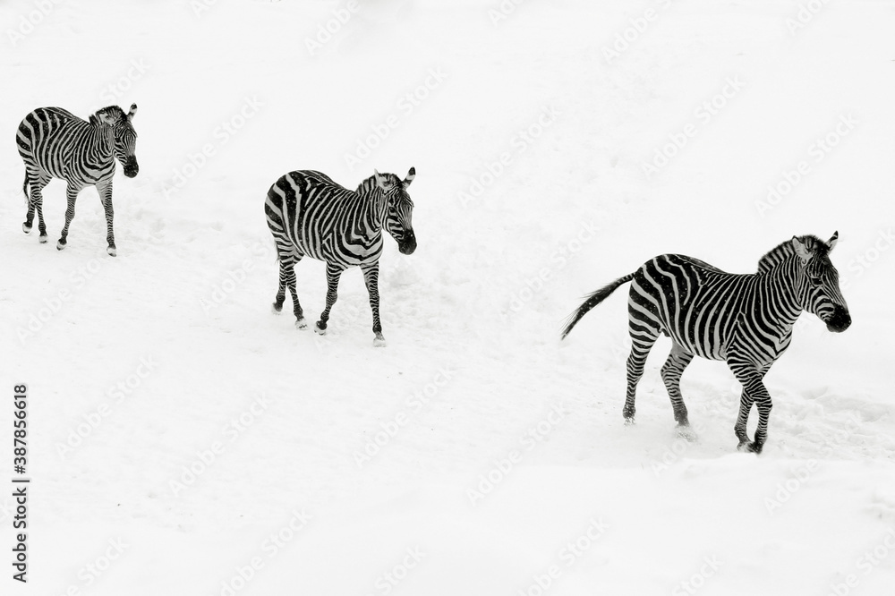 Fototapeta premium Romantic zebras huging in the snow