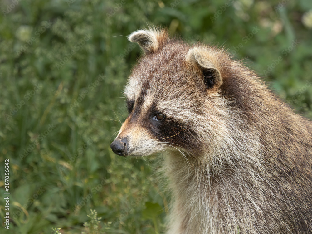 Fototapeta premium Raccoon Against Green Background